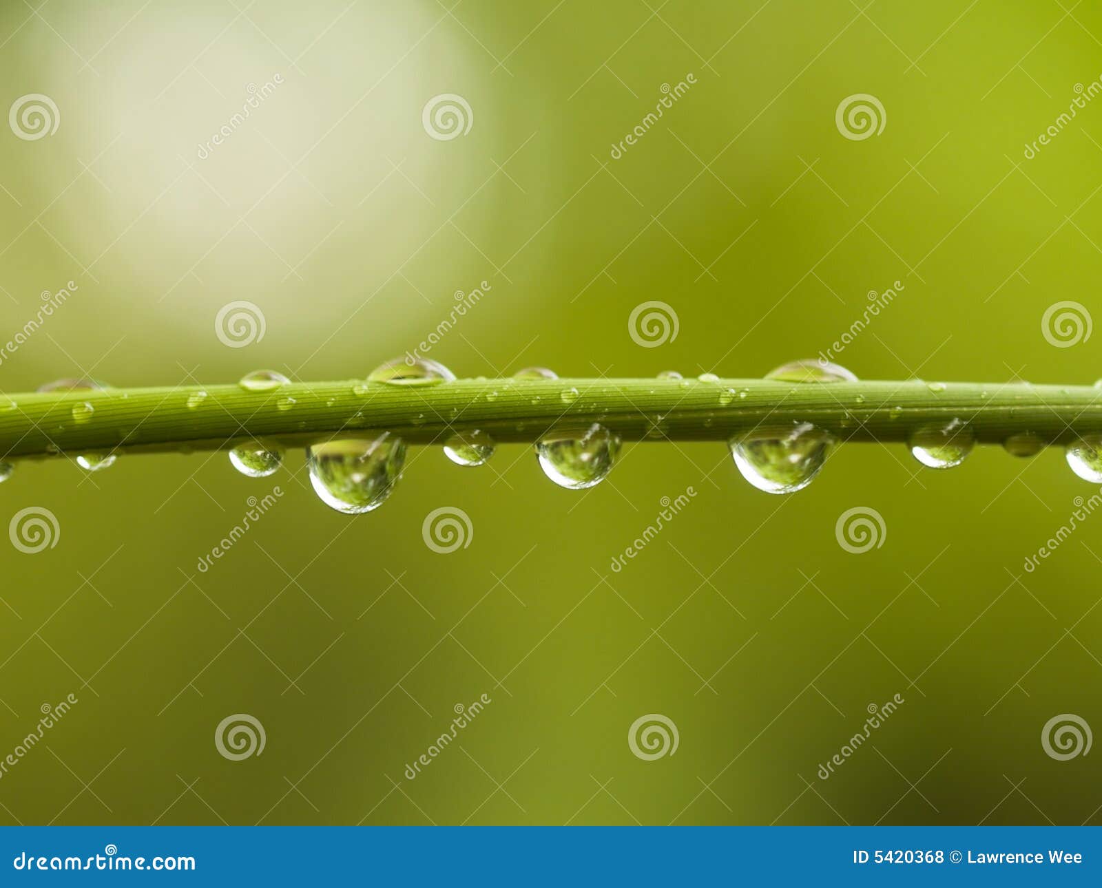 Water Drops on Bamboo Shoot Stock Photo Image of plants, shoot 5420368