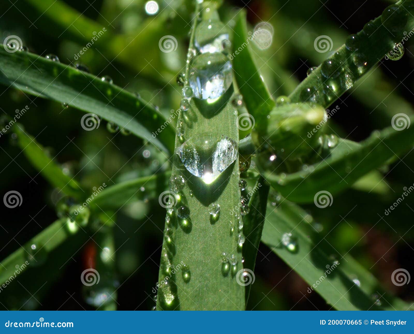 Water Drops on a Blade of Grass Stock Image Image of water, grass