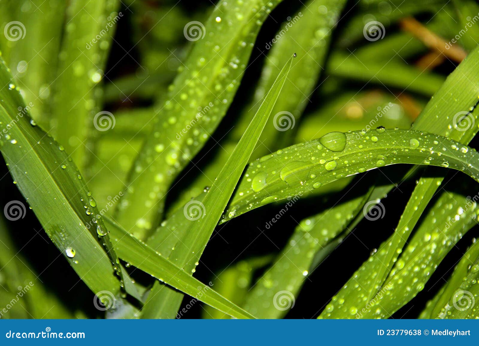 Water Drops on Blades of Grass Stock Photo Image of blades, lawn