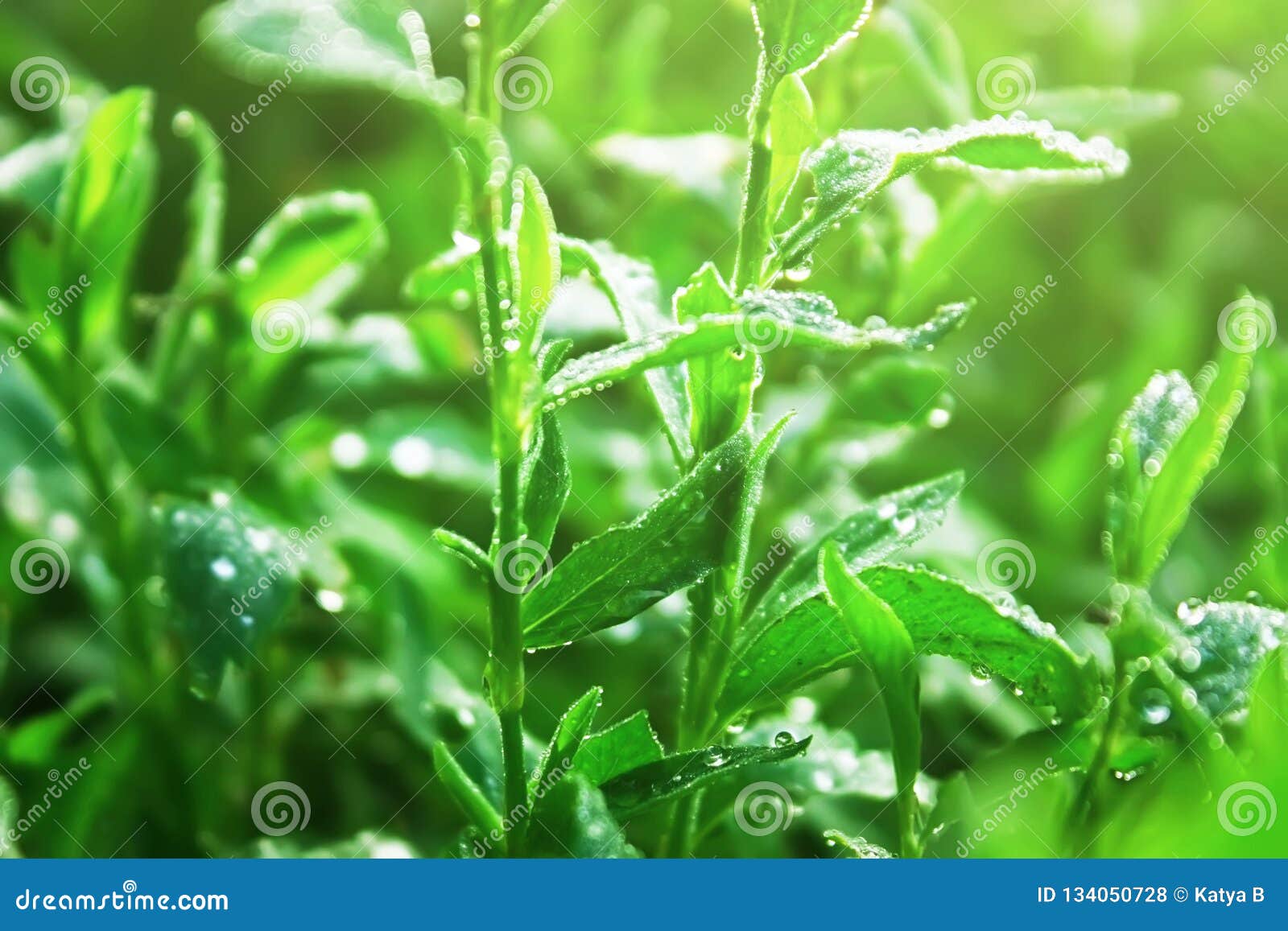 water drops on the fresh green grass after rain. polygonum aviculare or common knotgrass with dew drops. close up