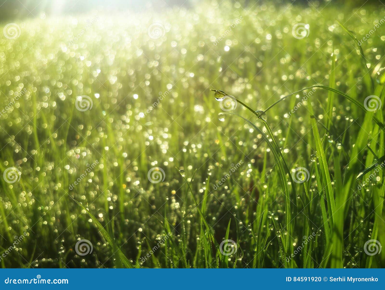 water drops at the greem grass under sun rays