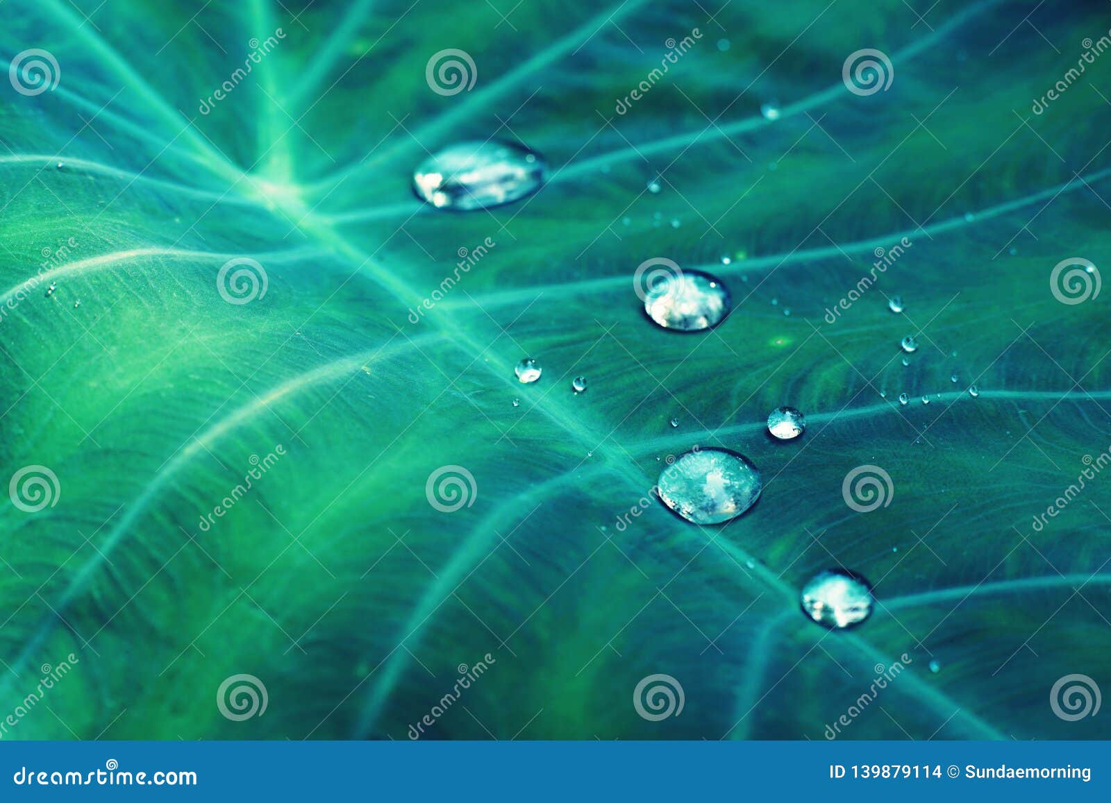 water drops on green araceae leaf texture, beautiful nature texture background concept