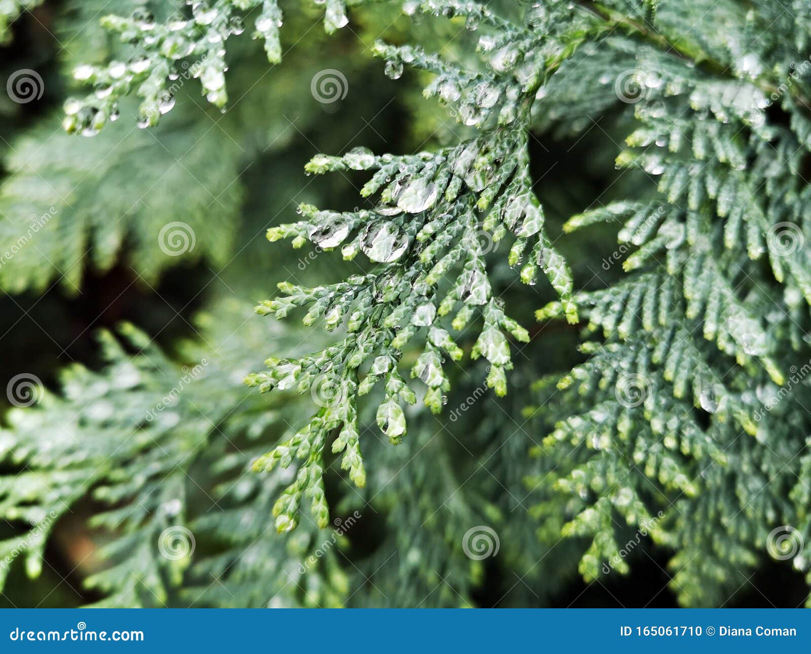 Water Drops on a Green Branch of a Tree - Lawson`s Cypress , False ...