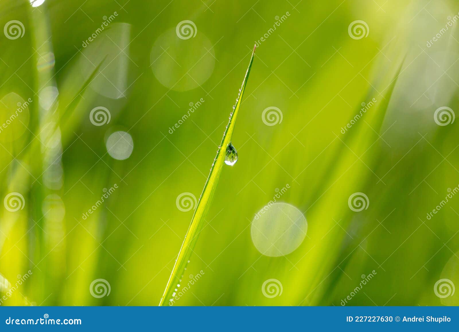 Water Drops on Green Grass. Stock Photo Image of environment, fresh 227227630