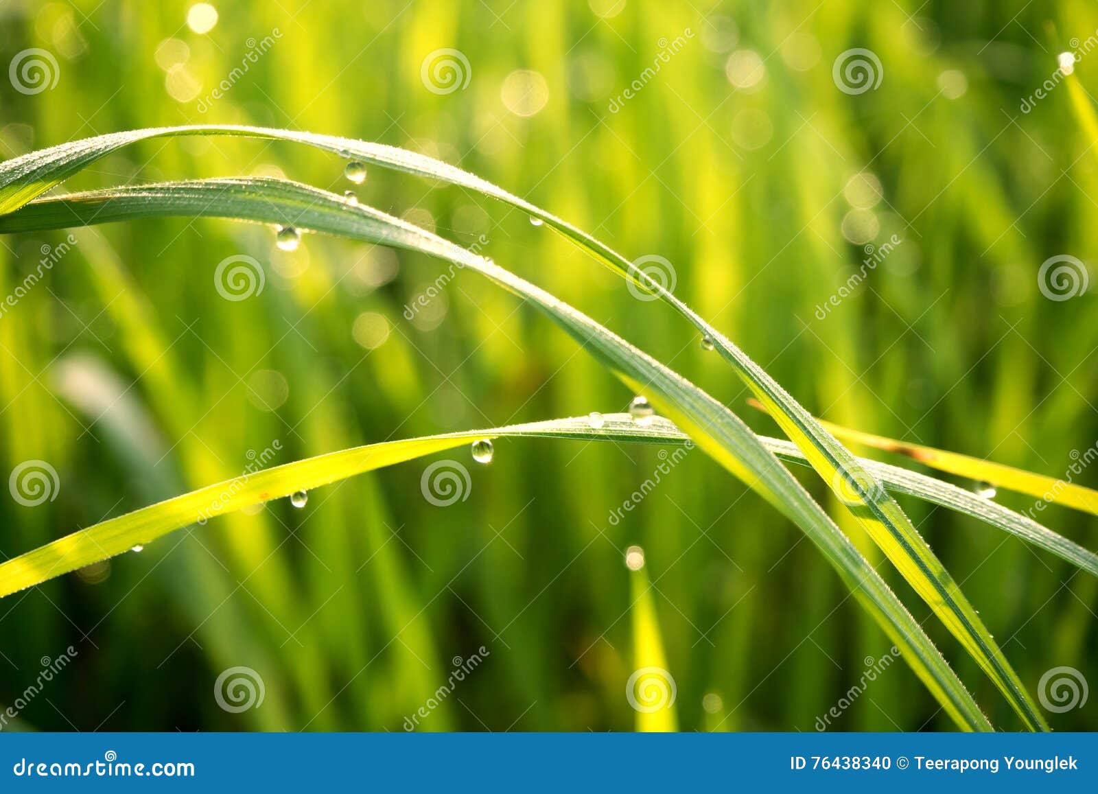 Water Drops on the Green Grass in the Morning Warm. Stock Photo Image of close, blade 76438340