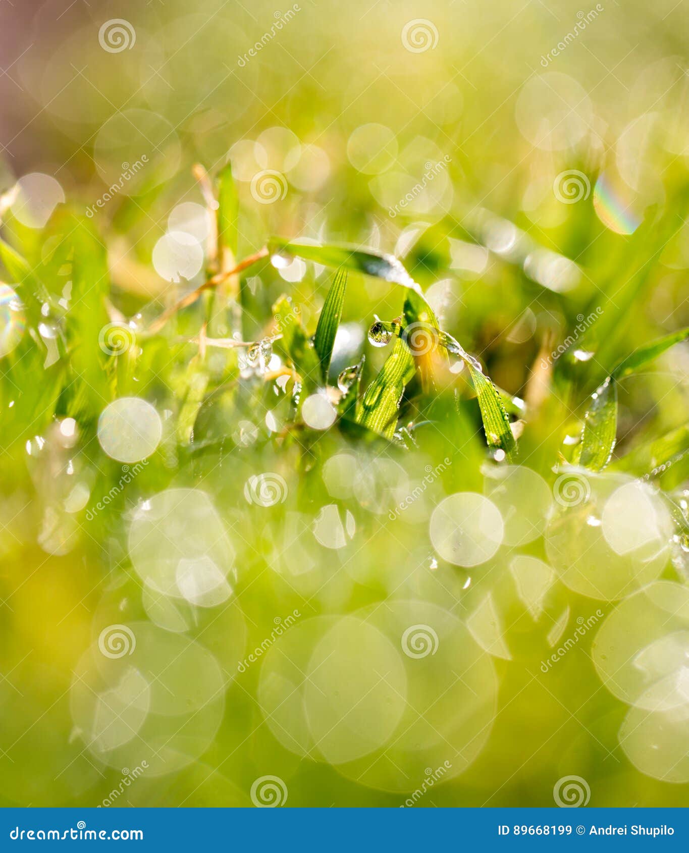 Water Drops on a Green Grass Stock Image Image of purity, garden 89668199