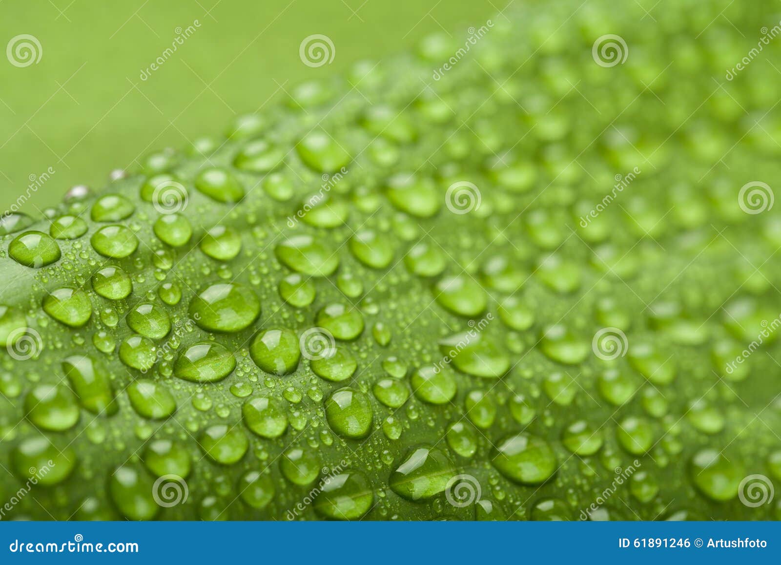 Water Drops on Green Plant Leaf Stock Photo Image of closeup, details