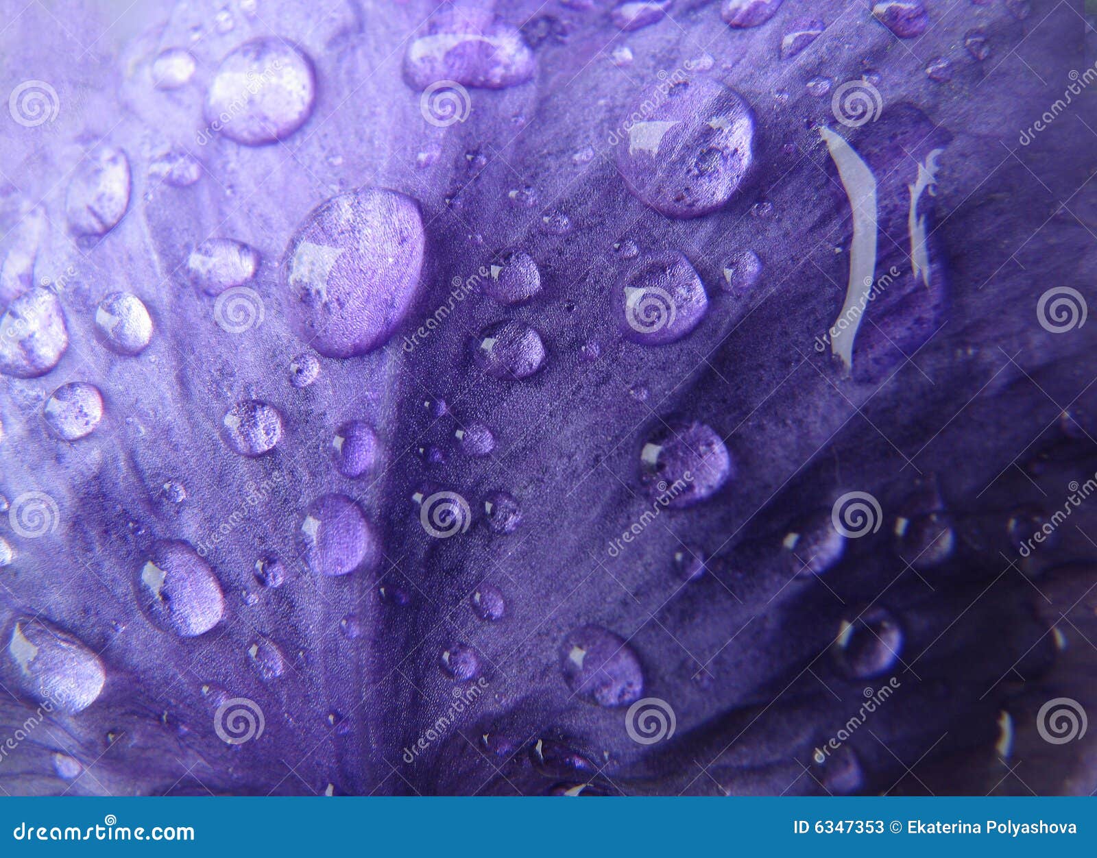 water drops on iris petal