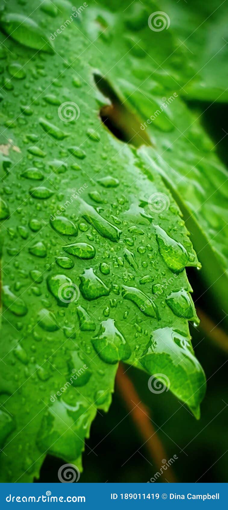 Water Drops Leaf stock image. Image of drops, water 189011419