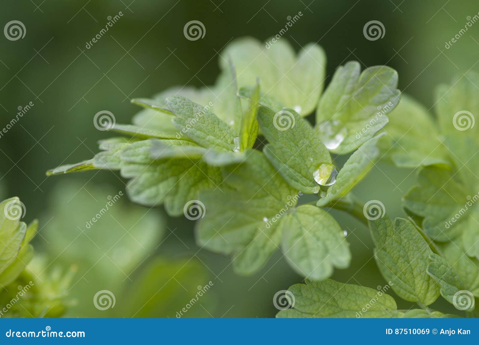 water drops on leaves
