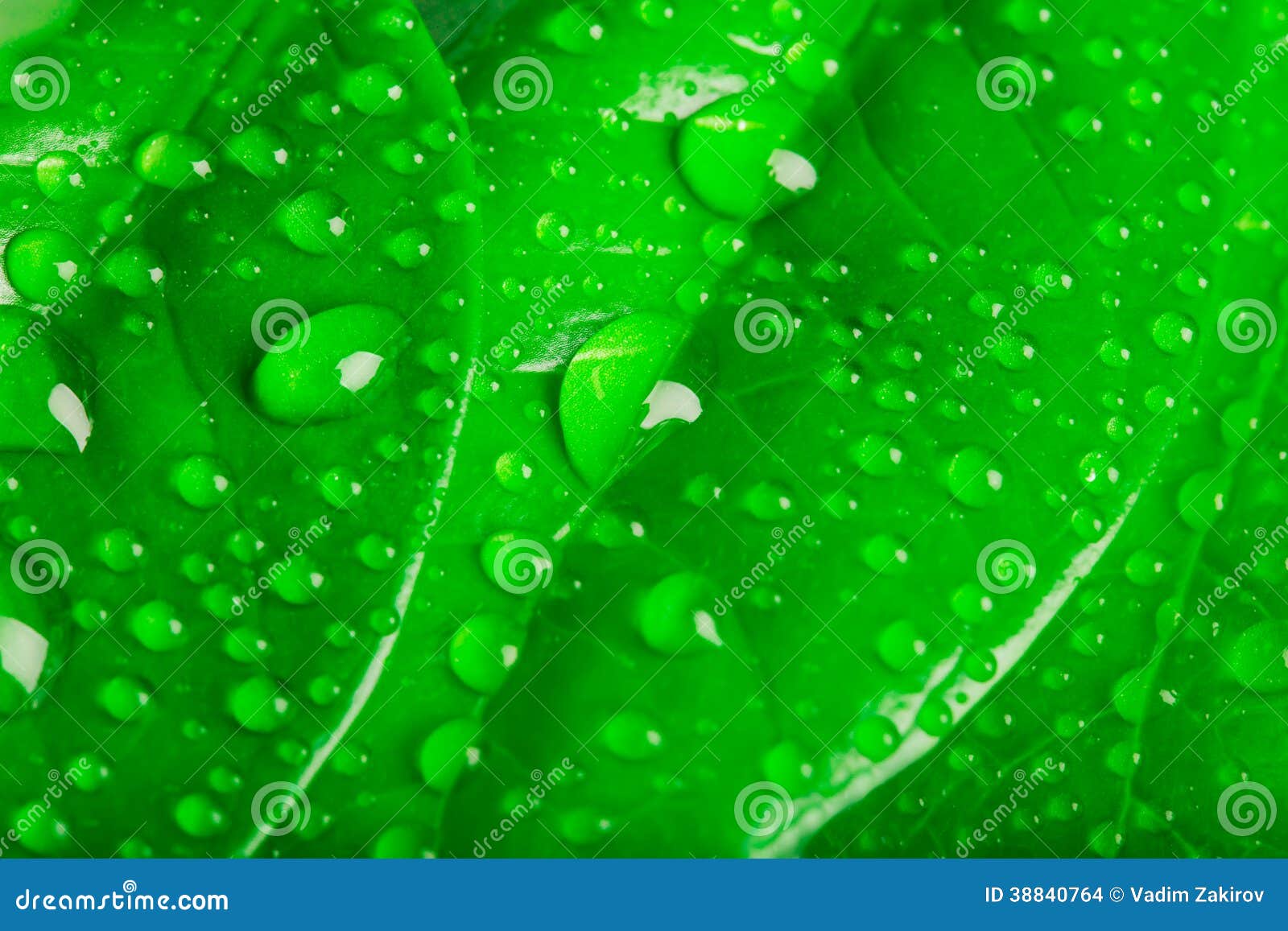 Water drops on the leaves stock photo. Image of white - 38840764