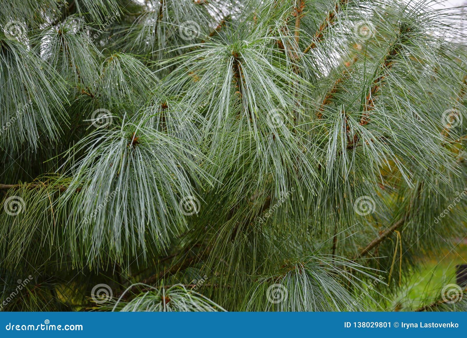 Water Drops on Long Pine Needles. Pine Branches in the Rain Stock Image