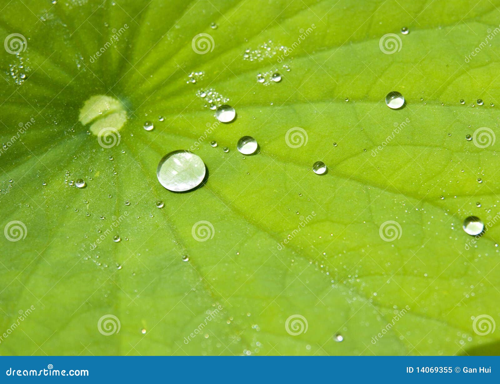 water drops on lotus leaf