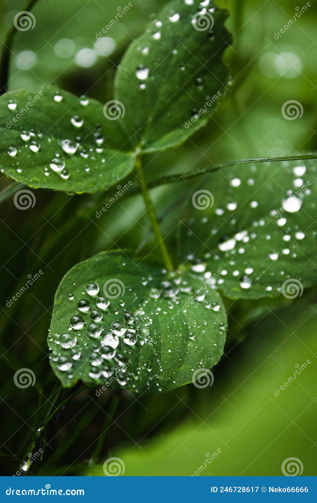 Water Drops on the Plant in Soft Focus Stock Image Image of outdoor