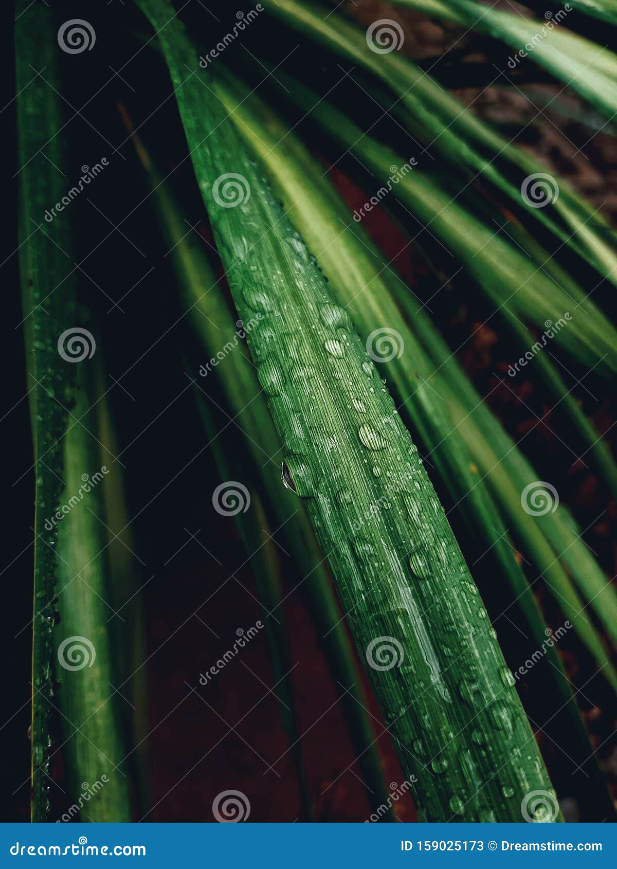 water drops after a rainny day