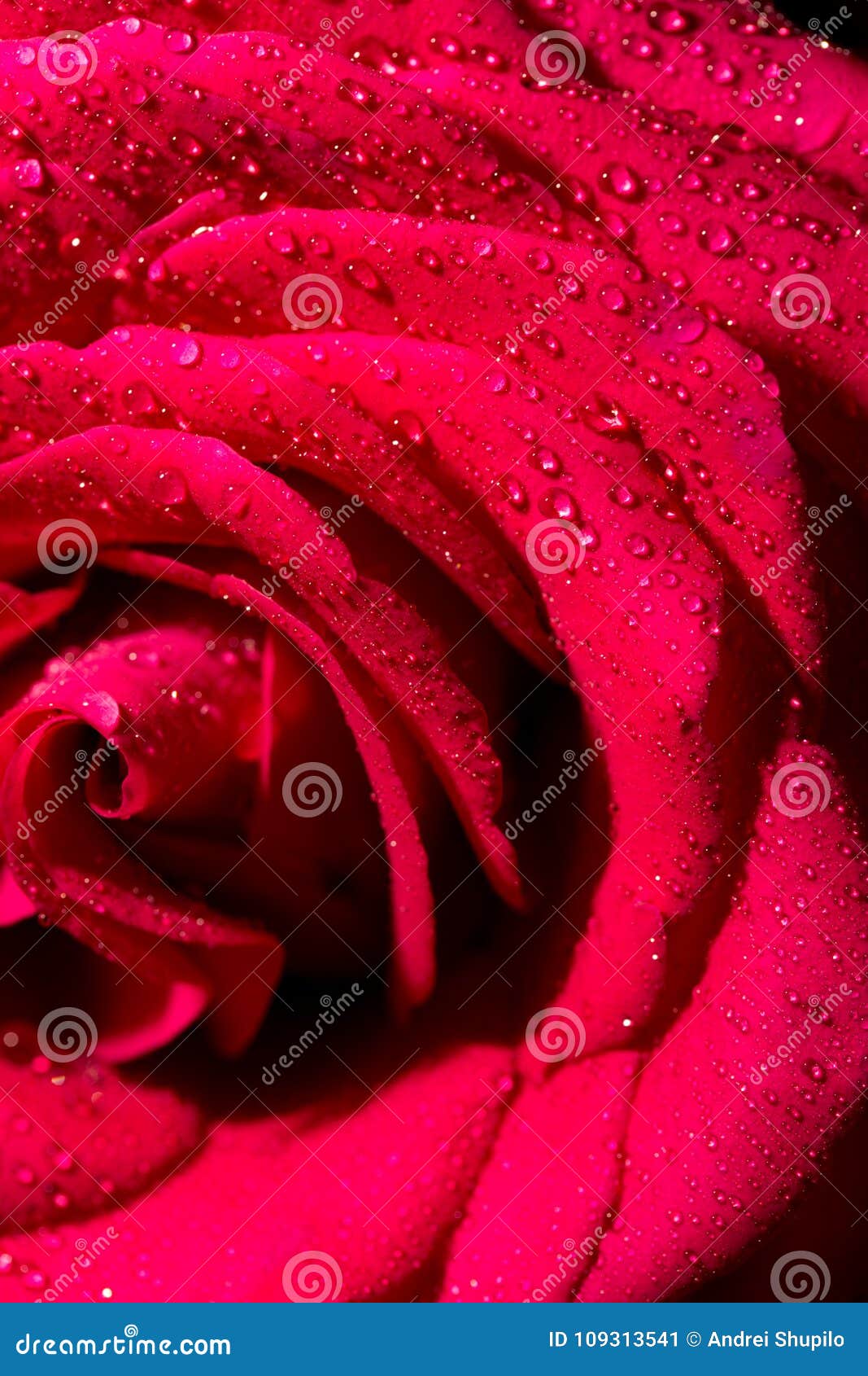 Water Drops on a Red Rose As a Background Stock Image - Image of