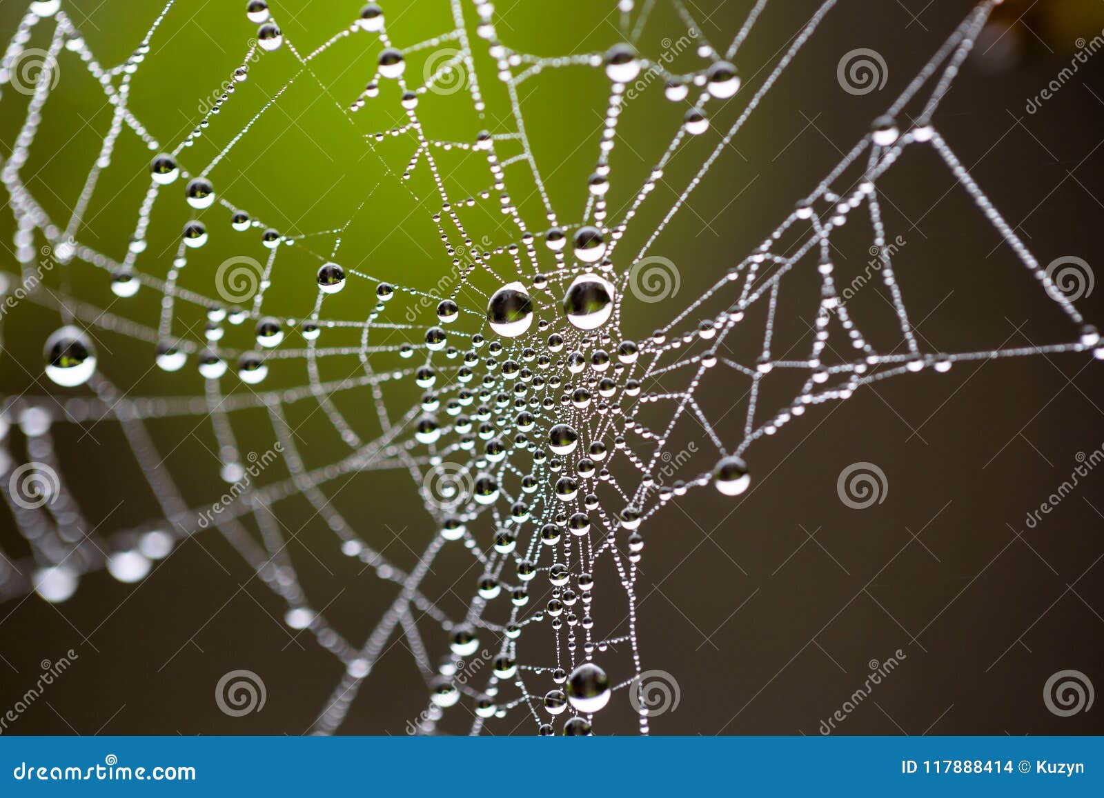 Water Drops on Spider Web Extreme Macro Crop Photo - macro, nature: 117888414