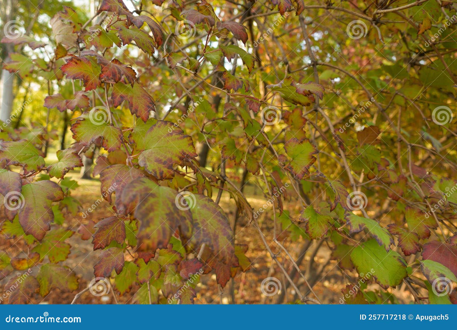 Water Elder with Colorful Autumnal Foliage Stock Photo Image of bush