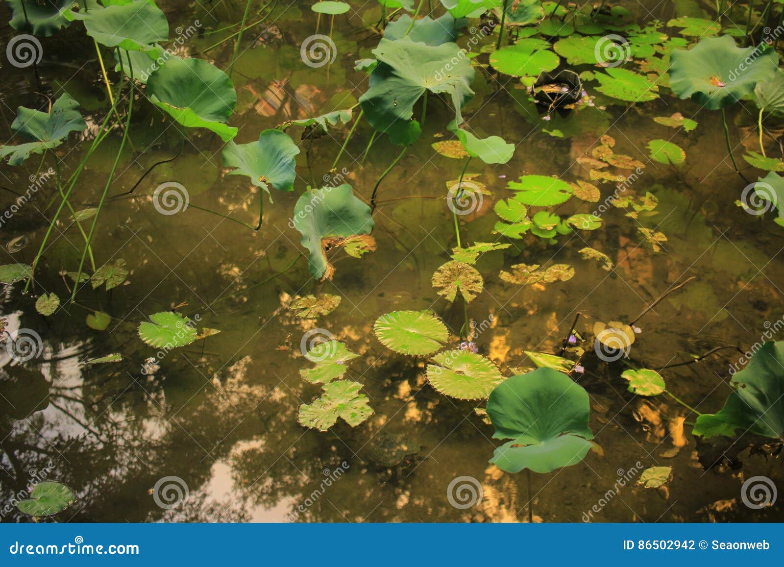 Water En Lelieblad Bij Pool Stock Foto - Image of gebied, water: 86502942