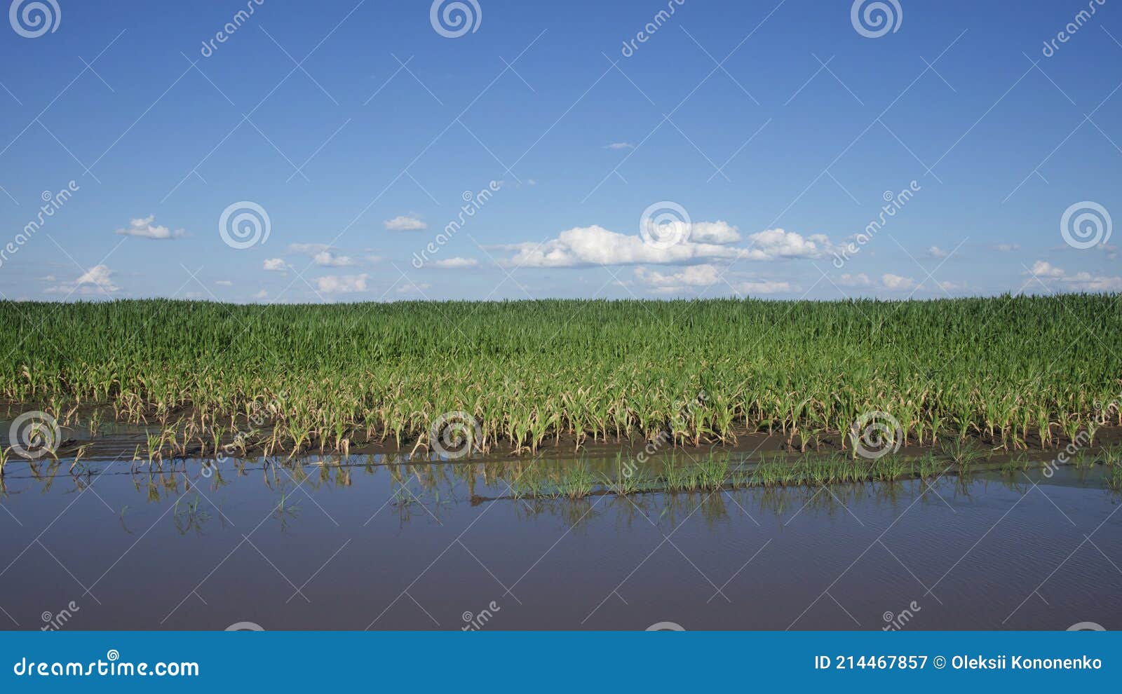 water-flooded corn crops. flooding in agricultural areas. scenery