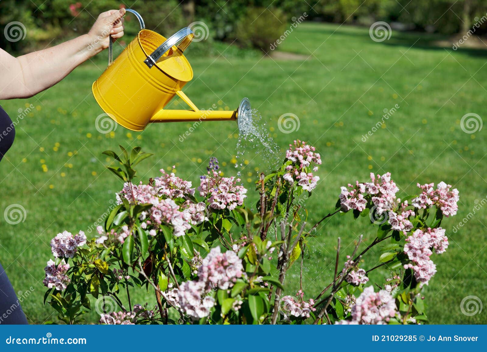 Water the flowers stock image. Image of pink, garden 21029285