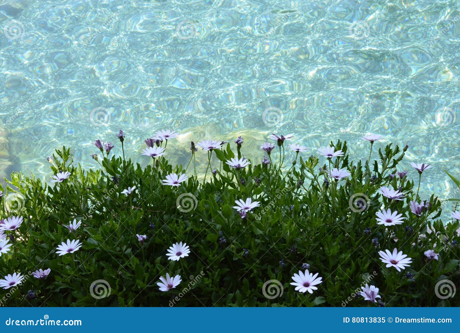 water and flowers