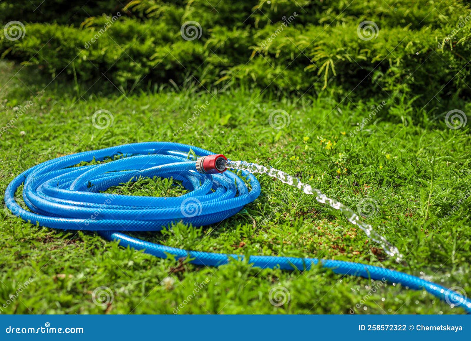 Water Flowing from Hose on Green Grass Outdoors Stock Photo Image of
