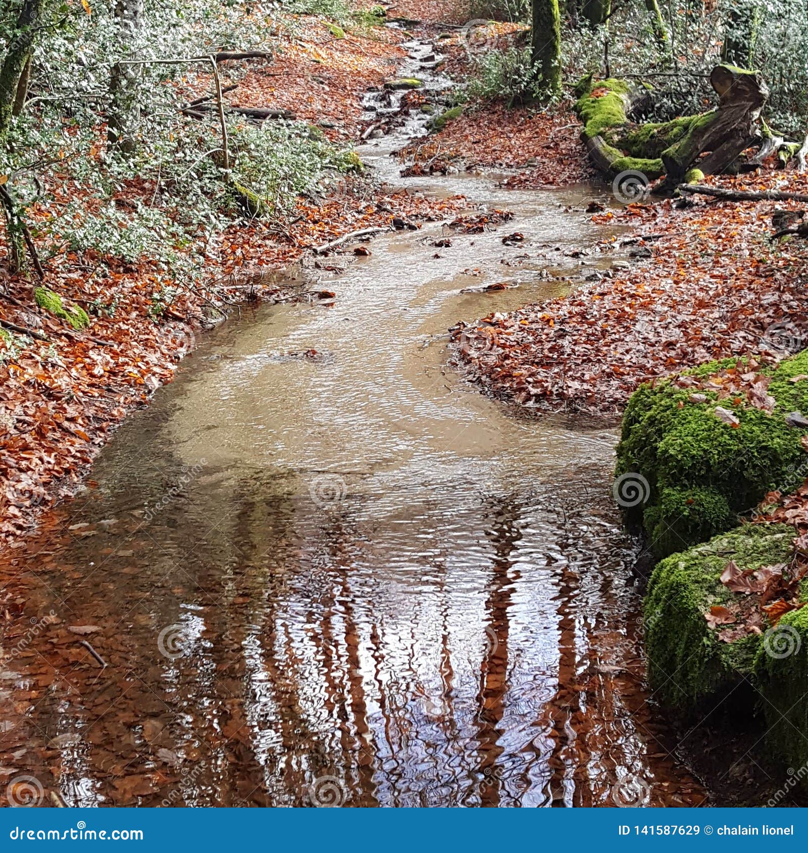 water in forest