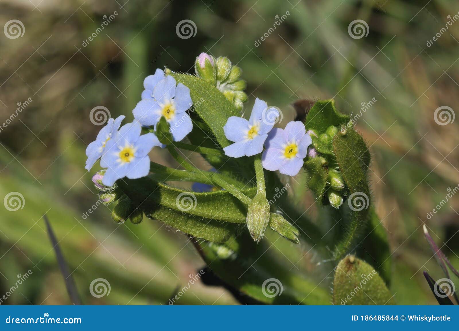 439 Water Forget Me Not Photos Free Royalty Free Stock Photos From Dreamstime 439 Water Forget Me Not Photos Free Royalty Free Stock Photos From Dreamstime