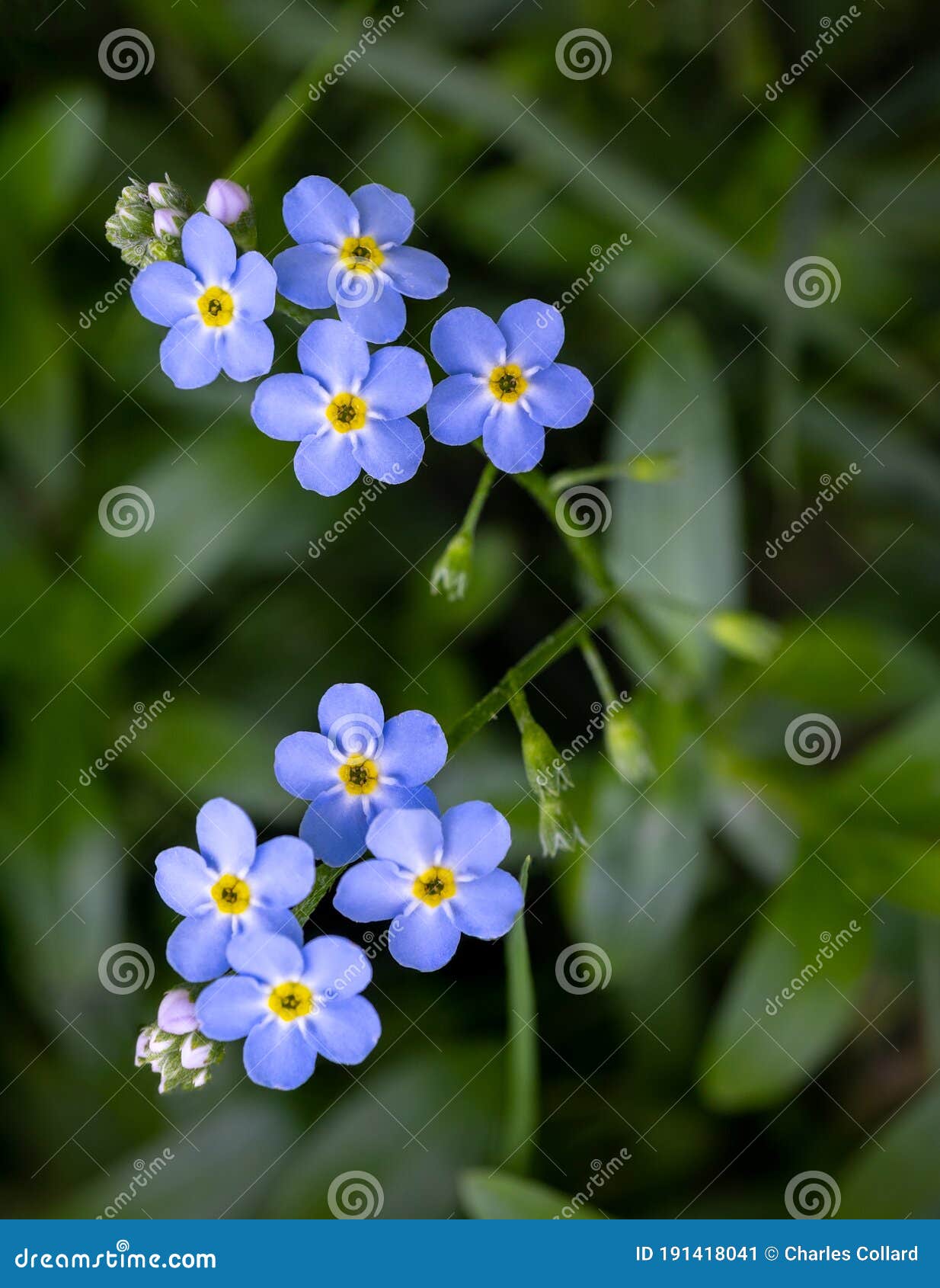 Water Forget Me Not Myosotis Scorpioides Stock Image Image Of Grass Small Water Forget Me Not Myosotis Scorpioides Stock Image Image Of Grass Small
