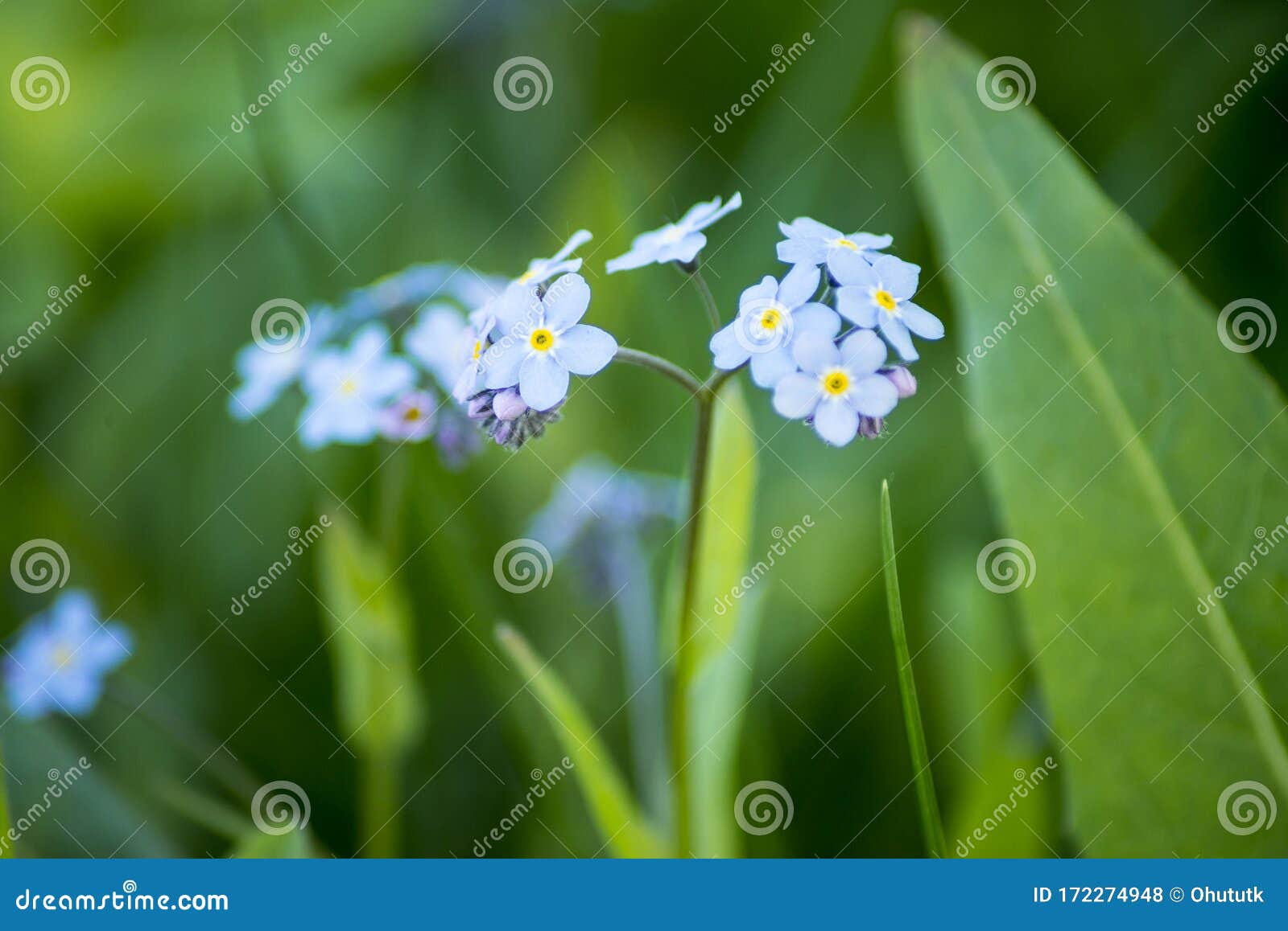 439 Water Forget Me Not Photos Free Royalty Free Stock Photos From Dreamstime 439 Water Forget Me Not Photos Free Royalty Free Stock Photos From Dreamstime