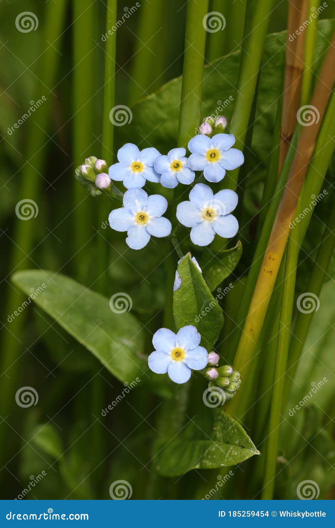 439 Water Forget Me Not Photos Free Royalty Free Stock Photos From Dreamstime 439 Water Forget Me Not Photos Free Royalty Free Stock Photos From Dreamstime