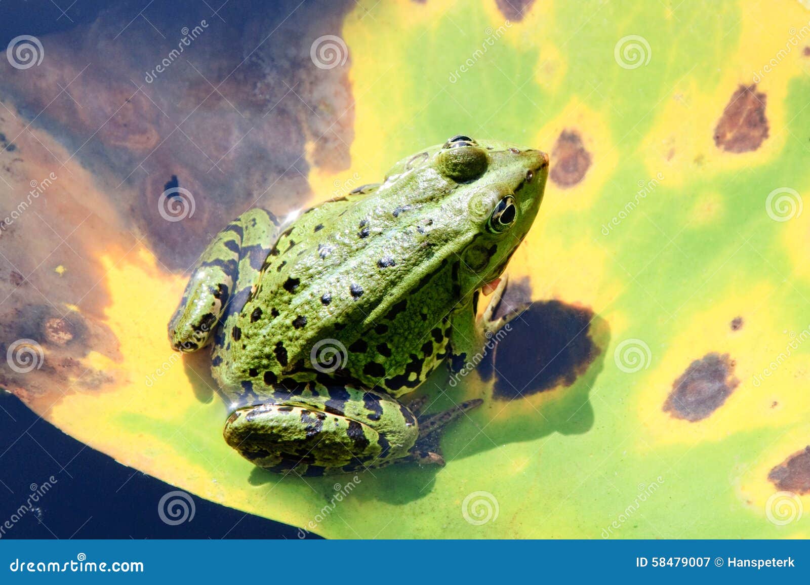 Water frog stock image. Image of watching, toads, green 58479007