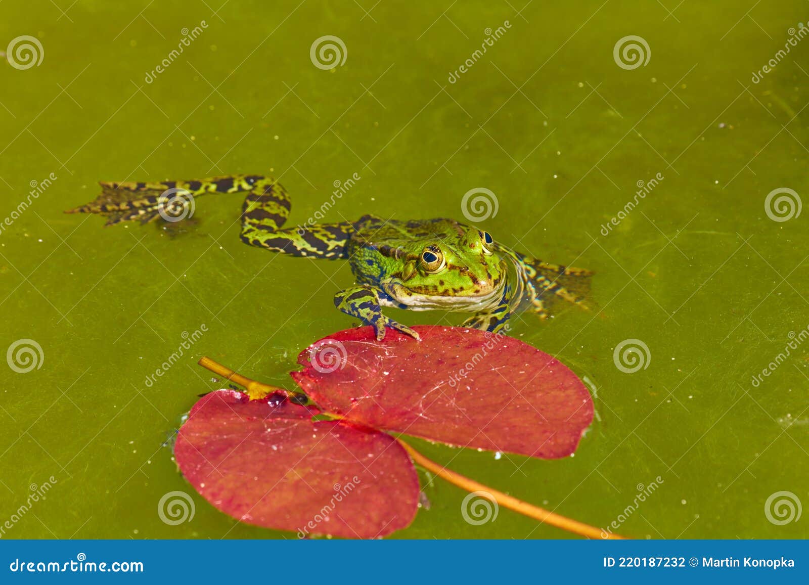 Water Frog stock photo. Image of ecology, lake, croques 220187232
