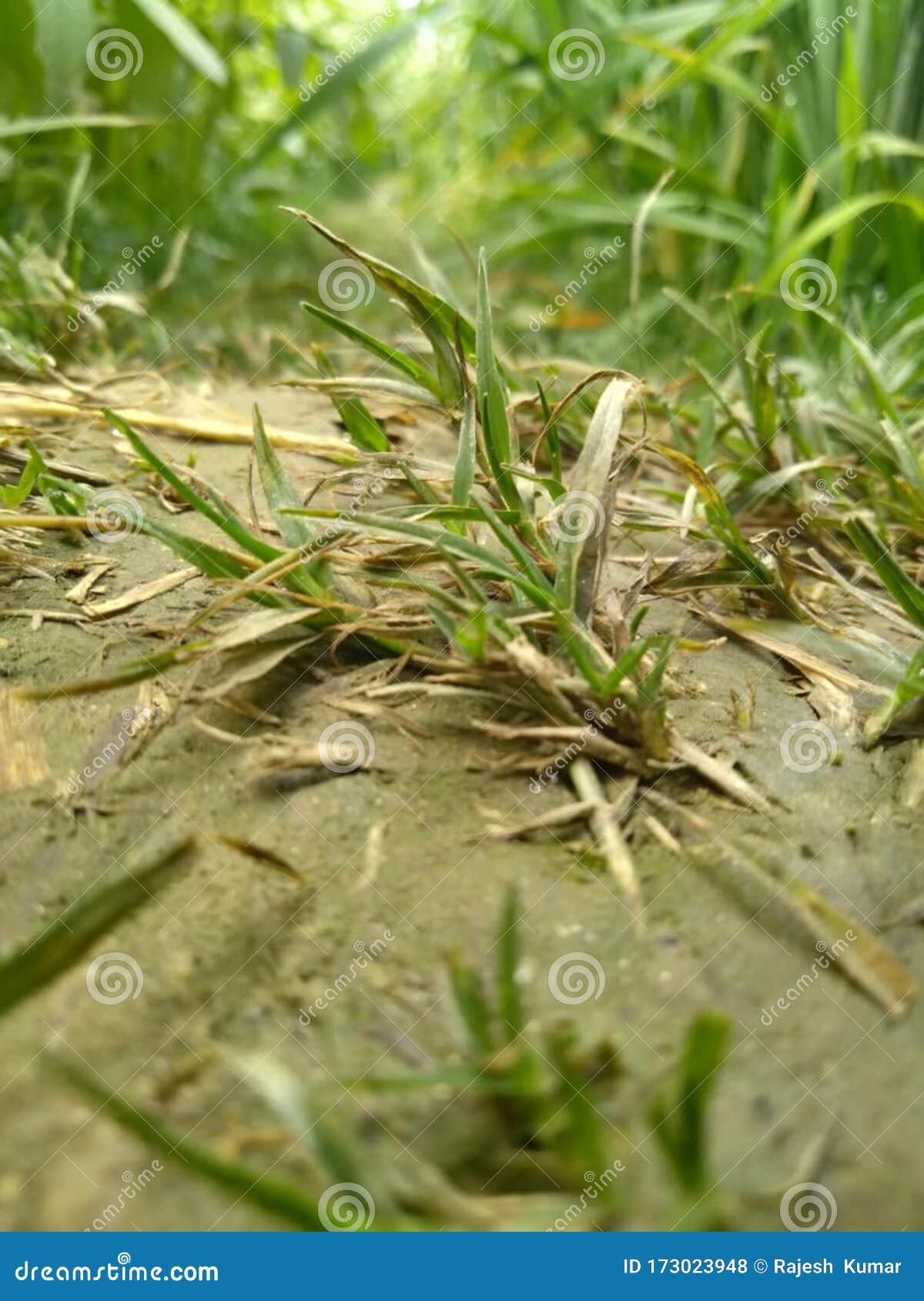 water grass, stock photo and wallpaper background