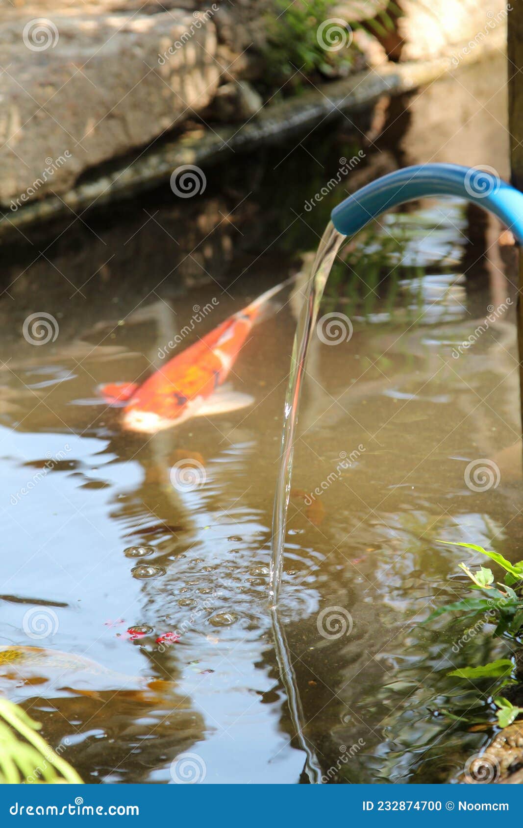 Water from Hose into a Fish Pond Stock Photo Image of liquid