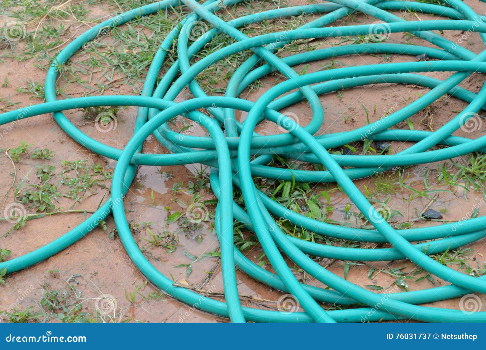 Water hoses on the garden stock image. Image of hose 76031737