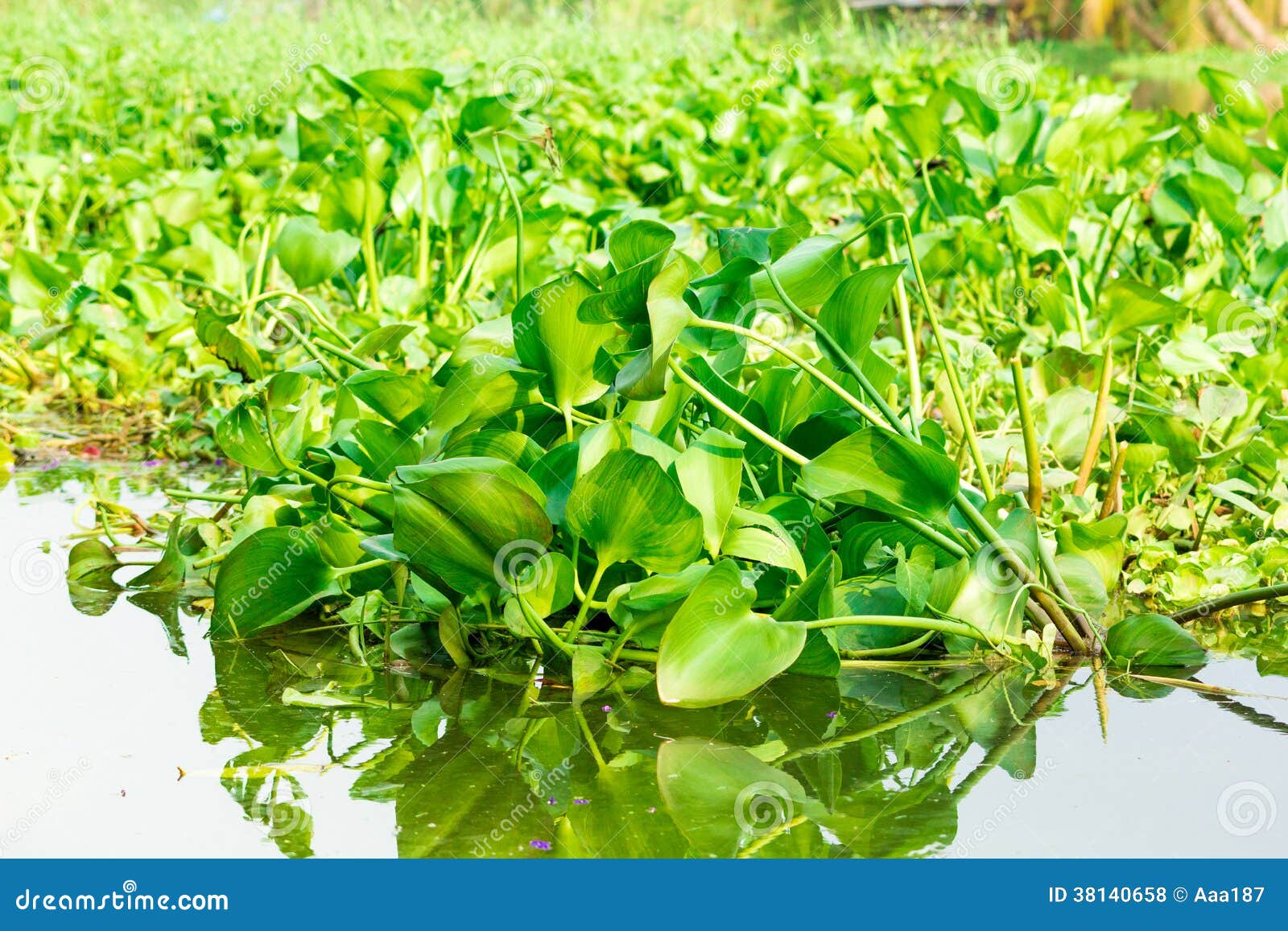 Water hyacinth stock photo. Image of romantic, petal - 38140658