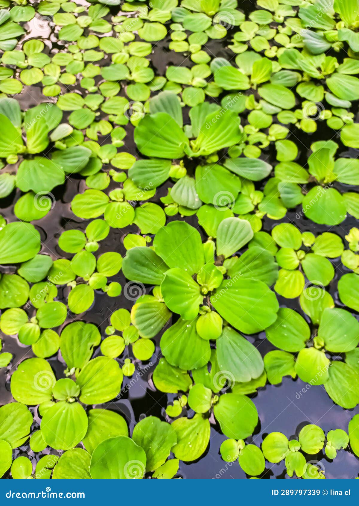 Water Hyacinth in a Betta Fish Pond Stock Image Image of water, fish