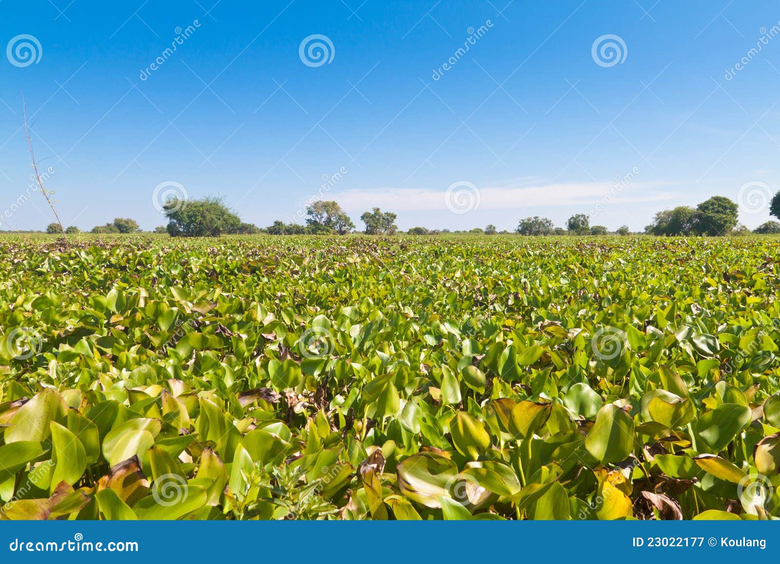 Water hyacinth bloom stock image. Image of hyacinth, natural 23022177