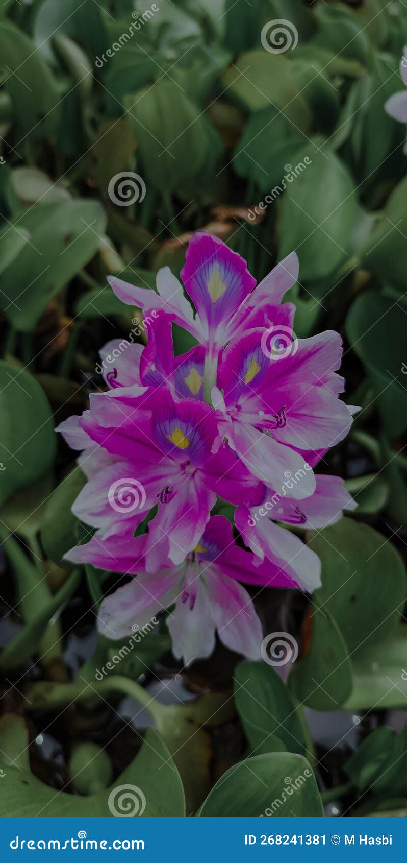 Hyacinth is a Very Fragrant Flower that Blooms in Spring in Dense