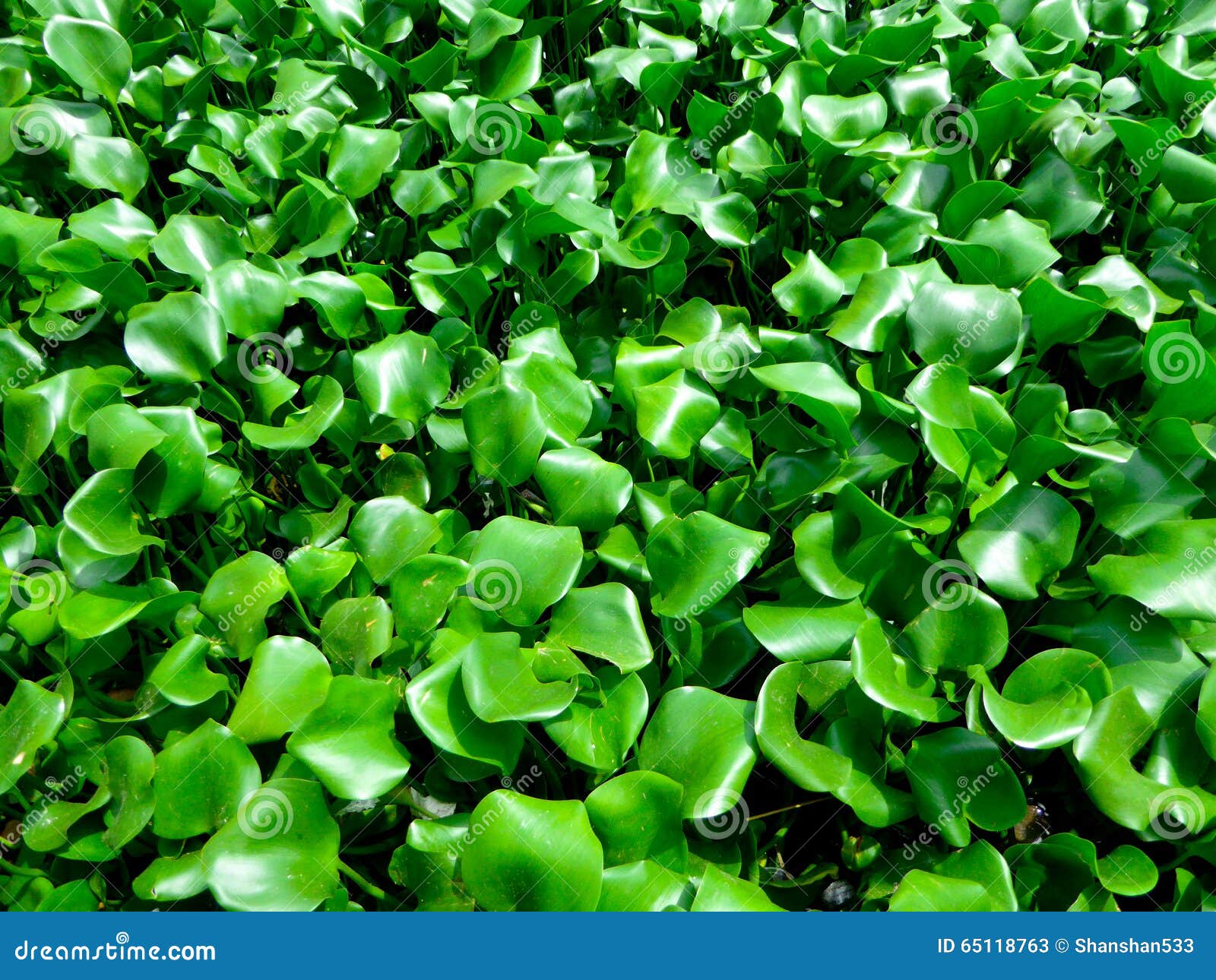 water hyacinth