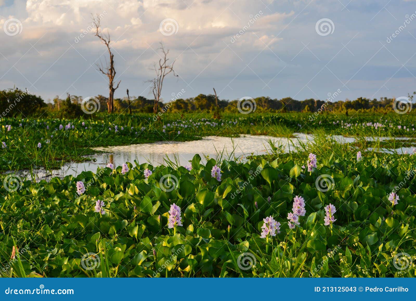 beautiful wetlands of the guaporÃÂ©-itenez