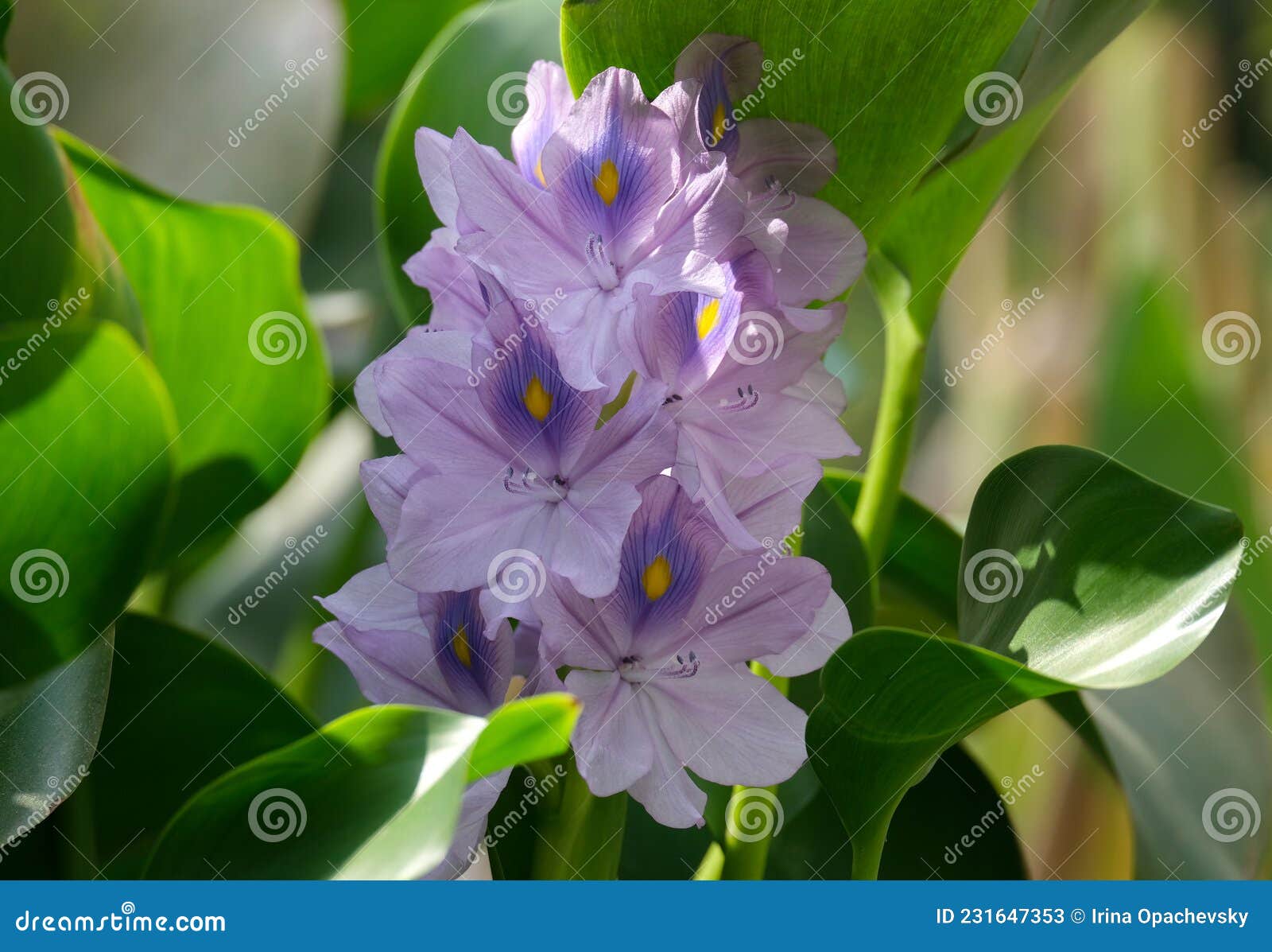 water hyacinth eichornia eichornia crassipes in a little pond