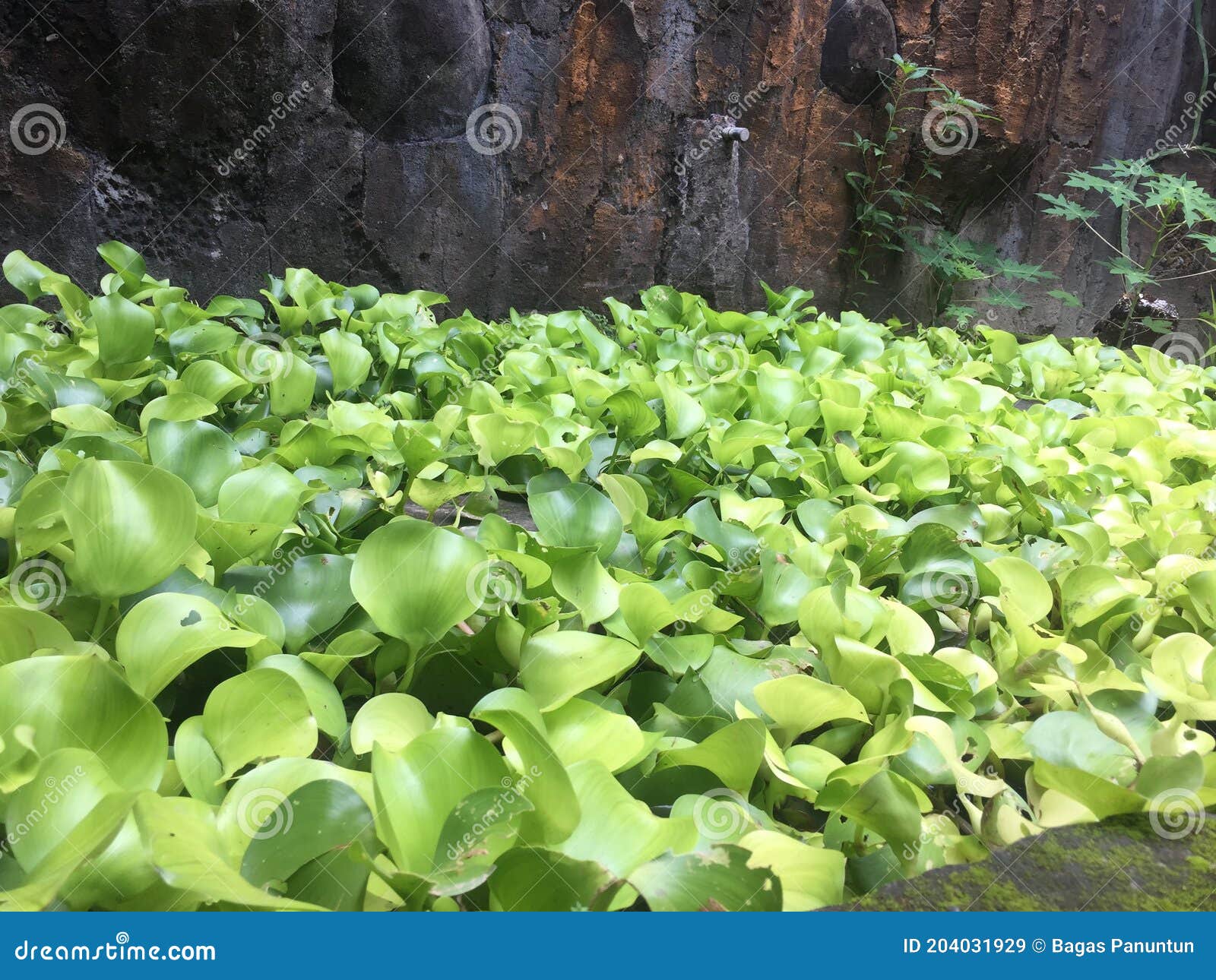 Water Hyacinth stock image. Image of yogyakarta, fish 204031929