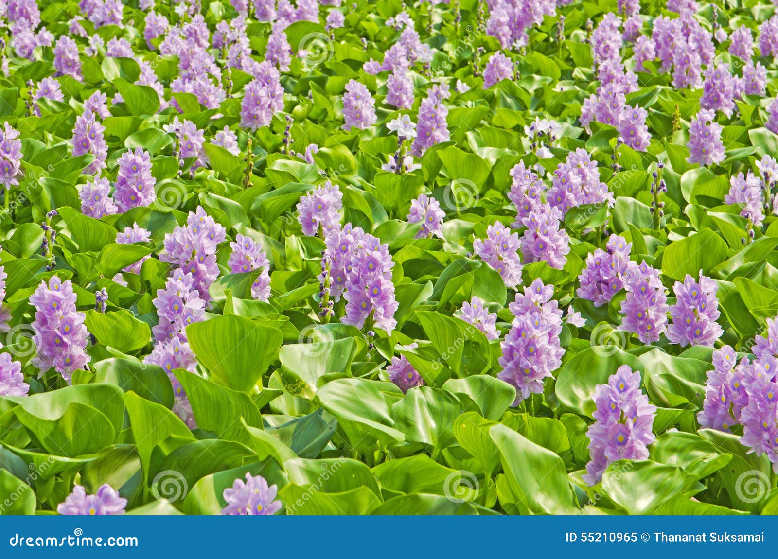 Water Hyacinth in the Garden. Stock Image Image of floral, plant