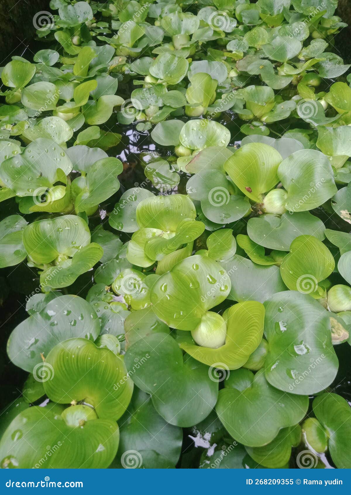 Water Hyacinth in Ornamental Fish Ponds. Stock Image Image of ponds