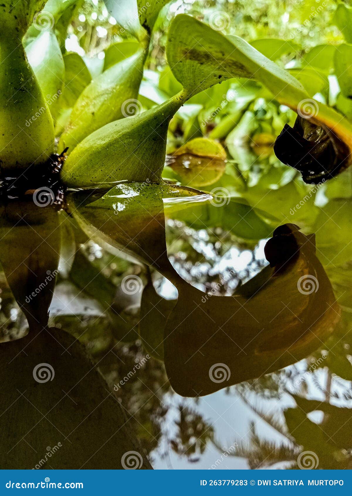 Water Hyacinth Plants that Live in Fish Ponds Stock Image Image of