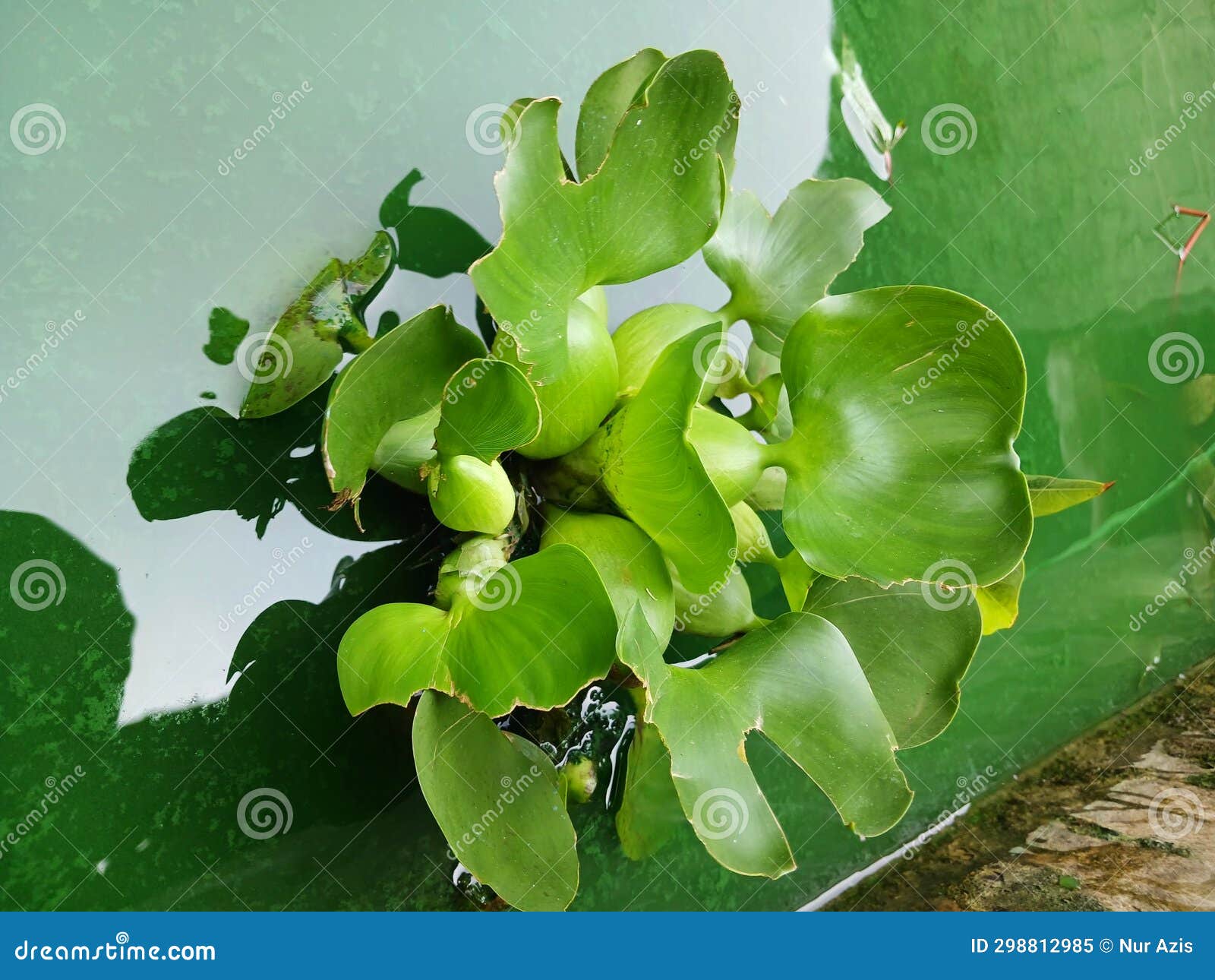 Water Hyacinth with Pond Background. Water Hyacinth in Pond Water Stock