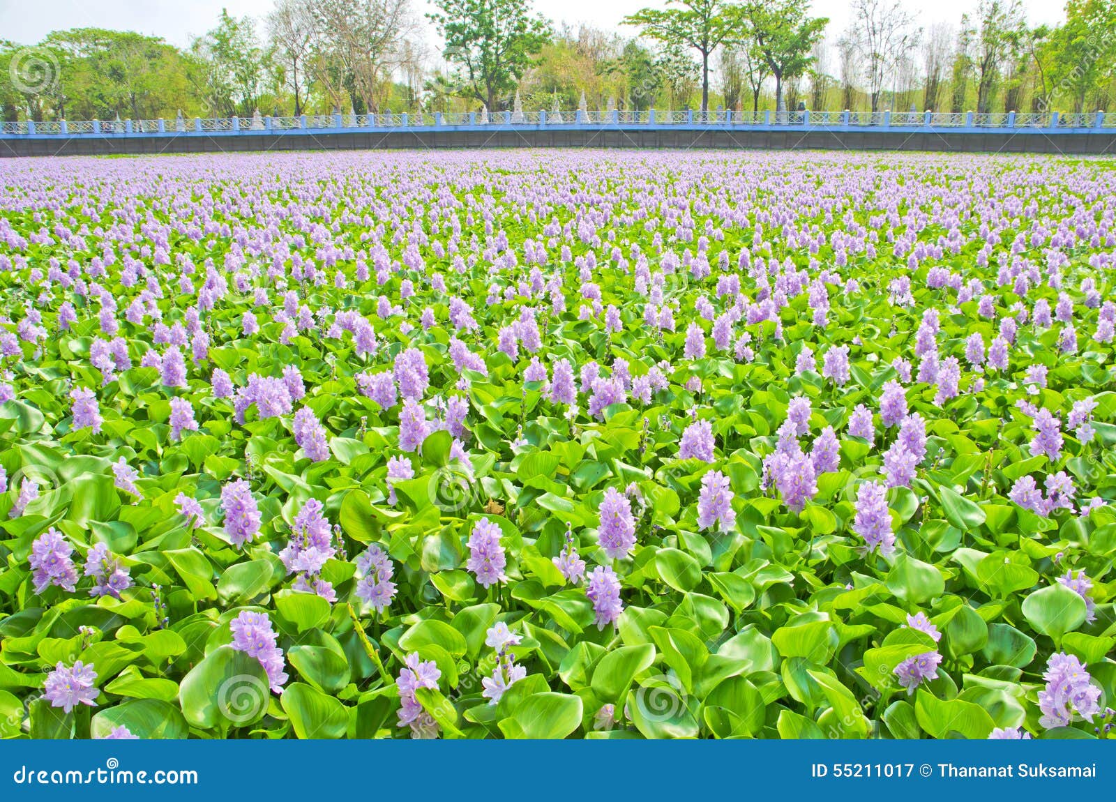 Water hyacinth. stock image. Image of floral, pond, green 55211017